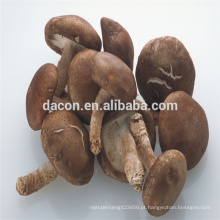 Shiitake / champignon